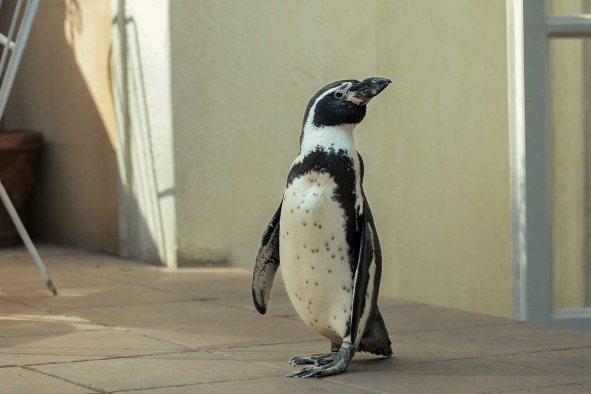 Pinguino2